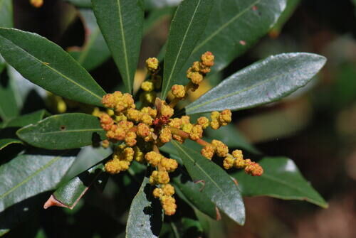 Triadica sebifera (Candleberry-tree) — photo