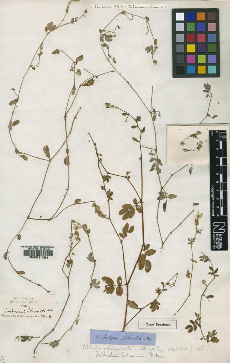 Tribulus solandri