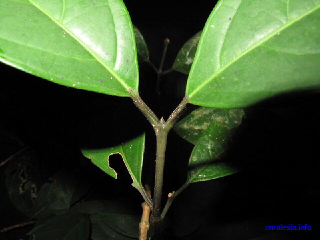 Tricalysia malaccensis (Wild coffee) — photo