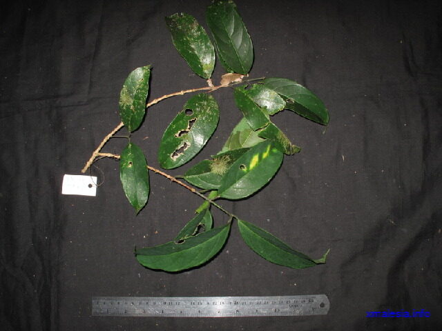 Tricalysia malaccensis