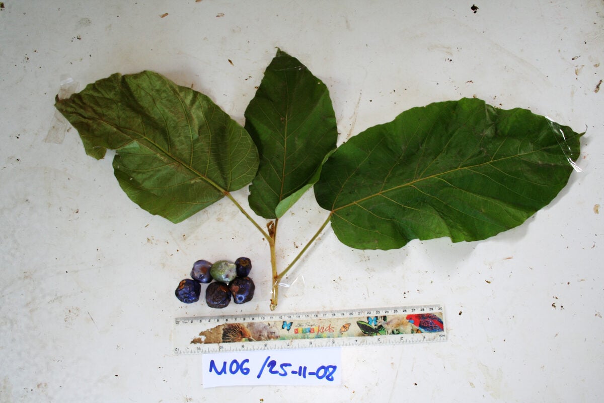 Trichadenia philippinensis — photo