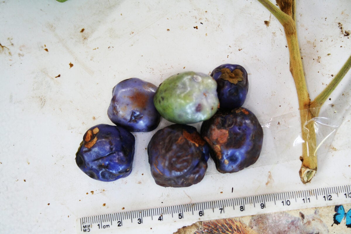 Trichadenia philippinensis — photo