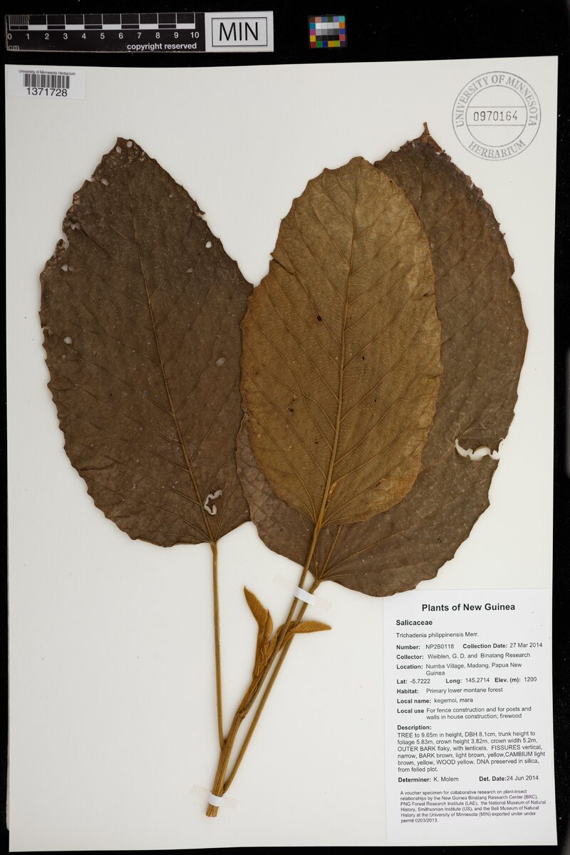 Trichadenia philippinensis