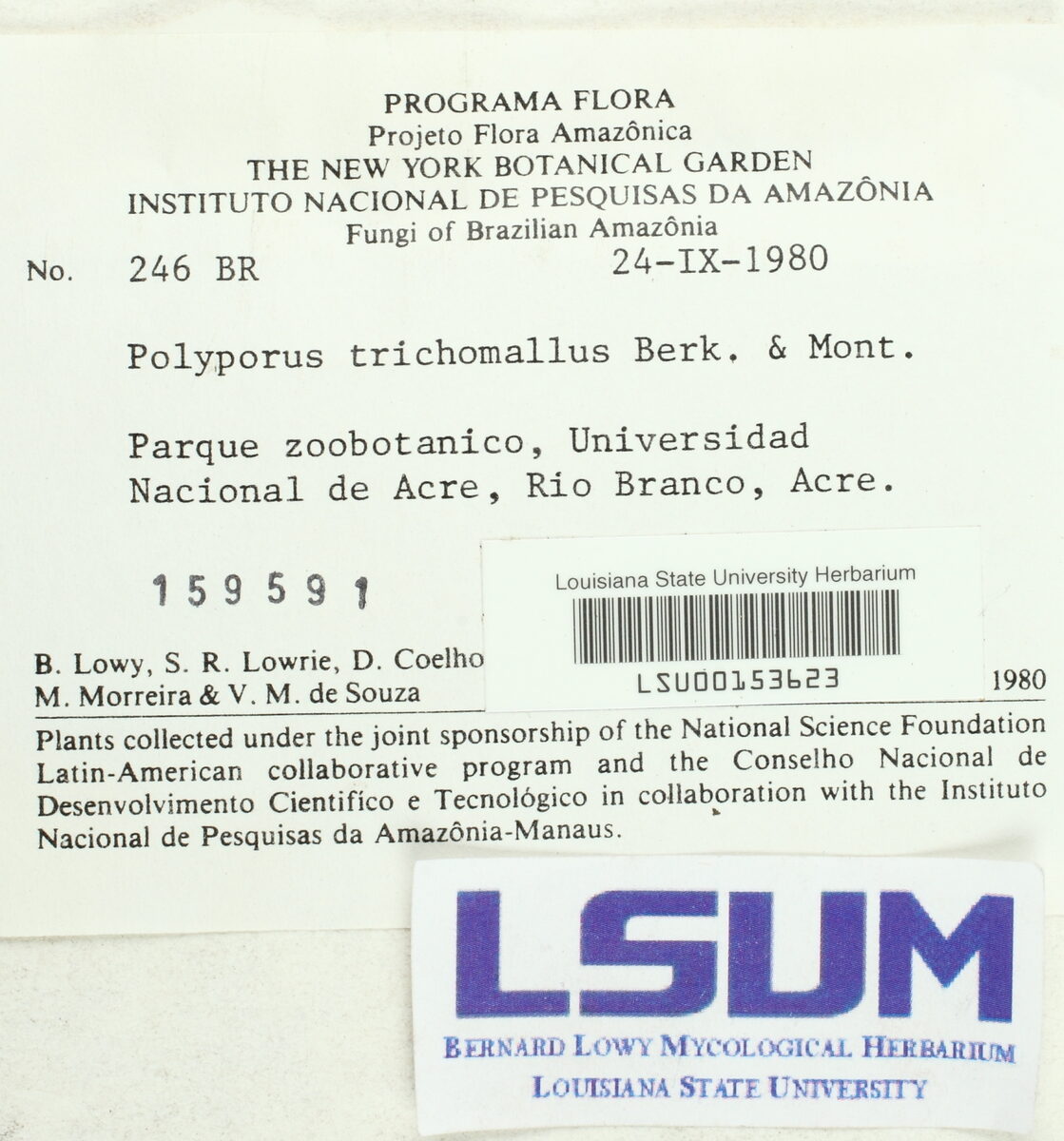 Trichaptum trichomallum — photo