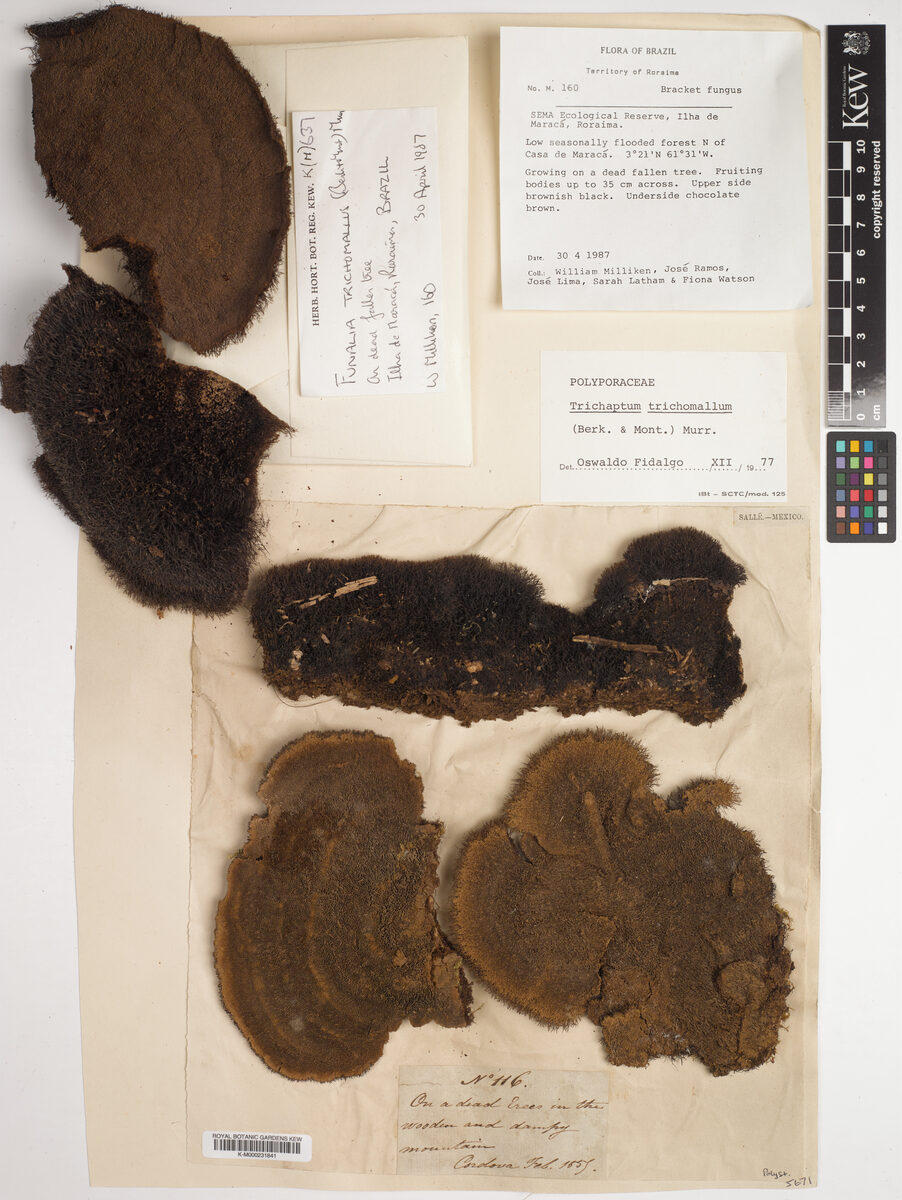 Trichaptum trichomallum