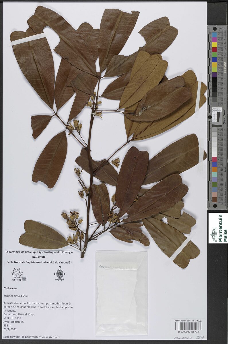 Trichilia retusa