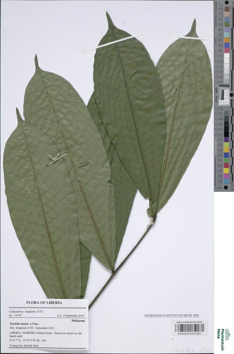 Trichilia tessmannii