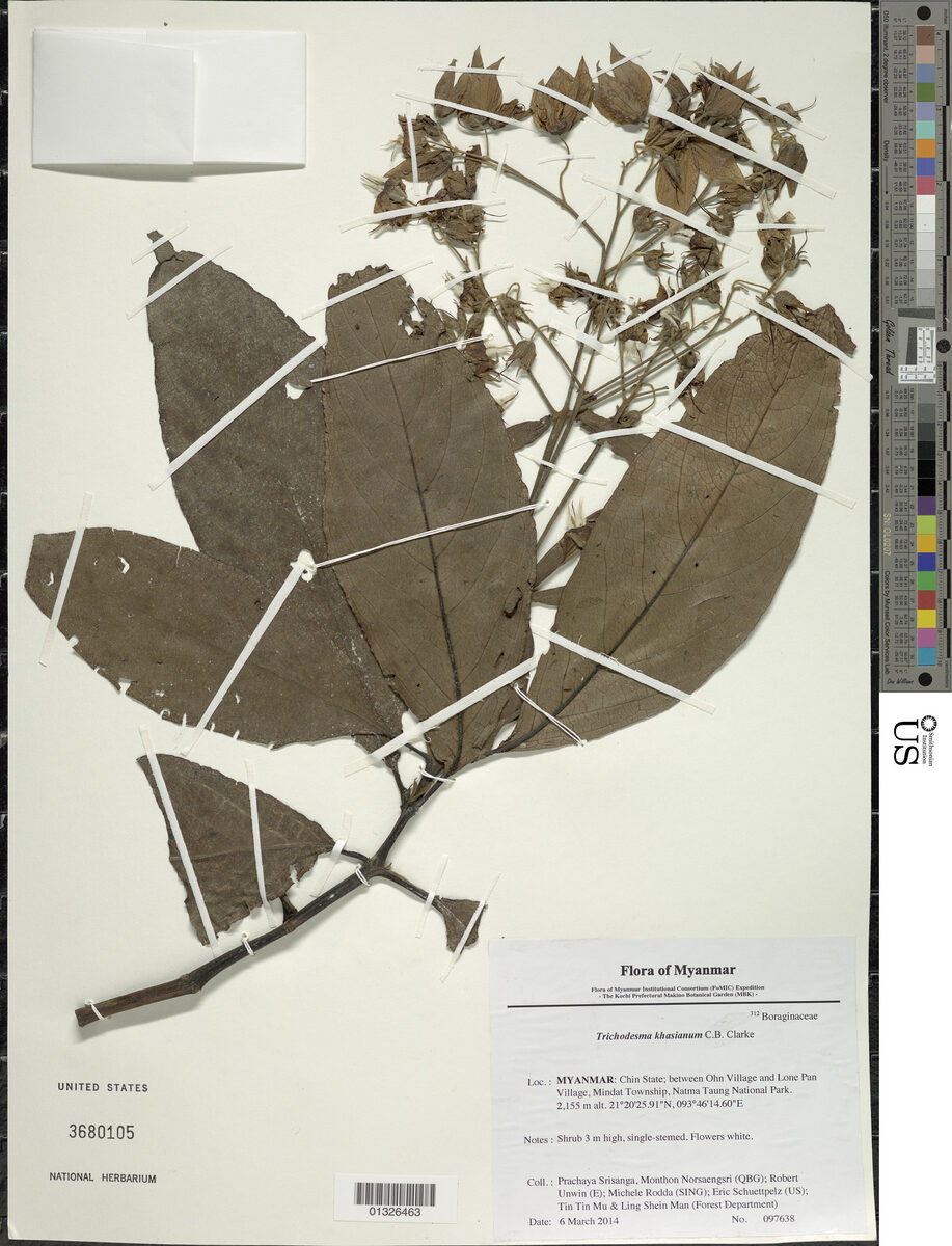 Trichodesma khasianum — photo