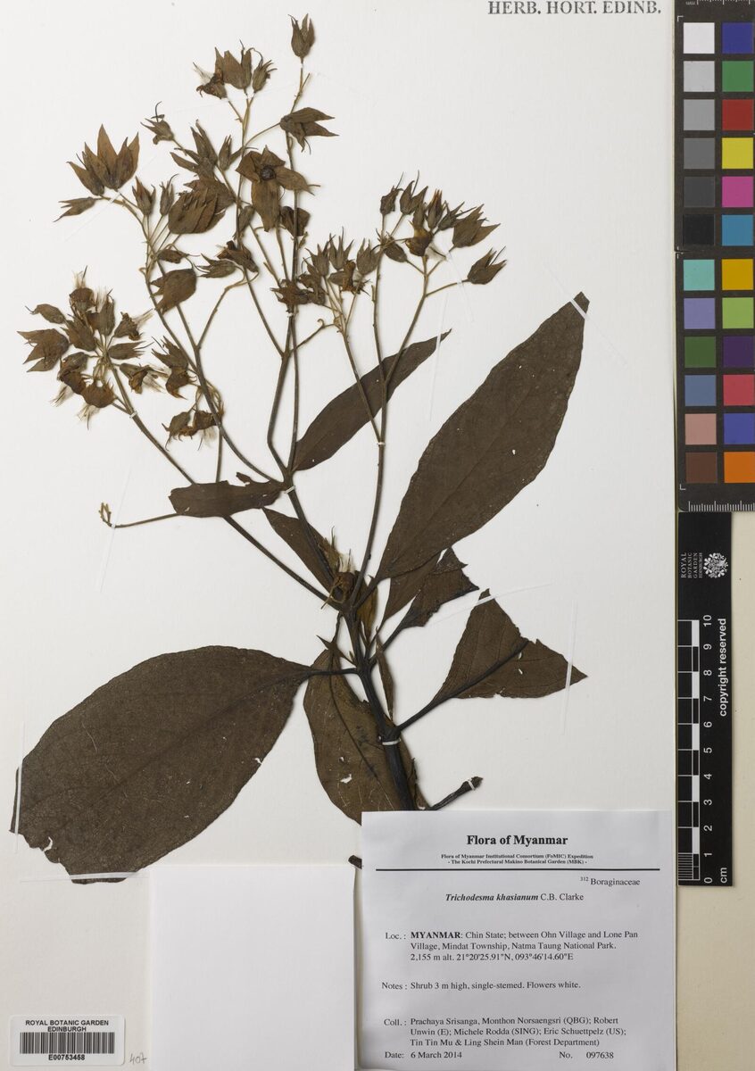 Trichodesma khasianum