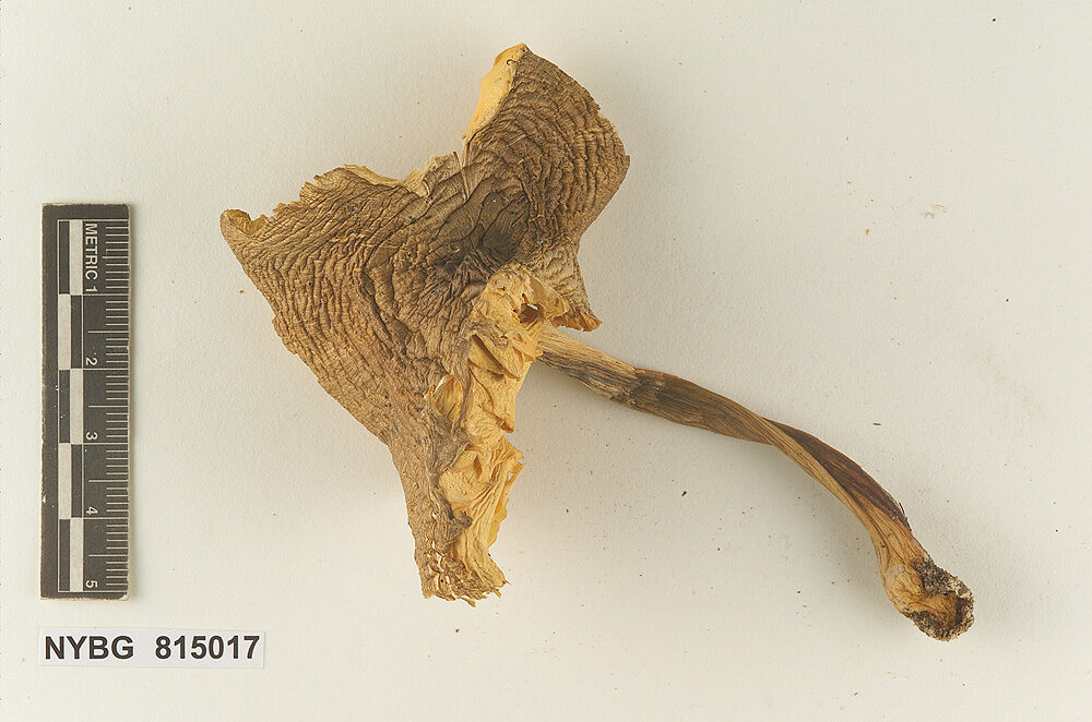 Tricholoma quercicola