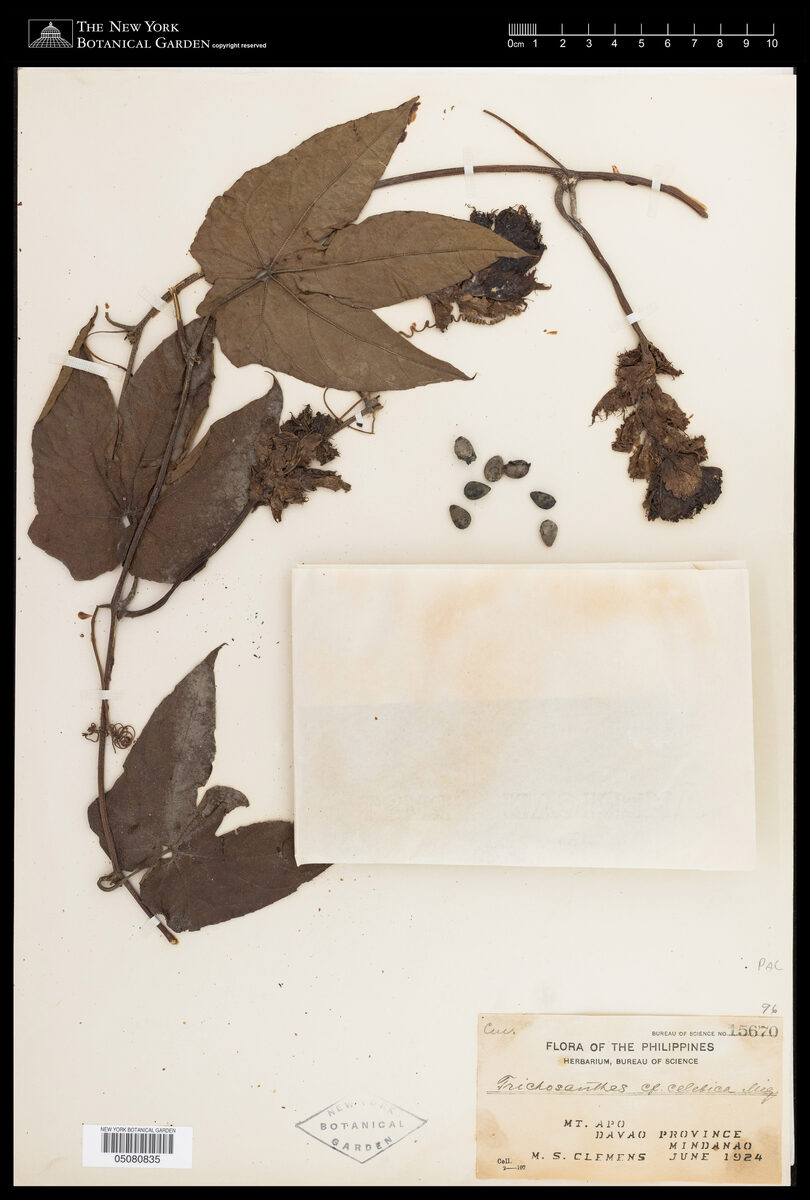 Trichosanthes celebica — photo