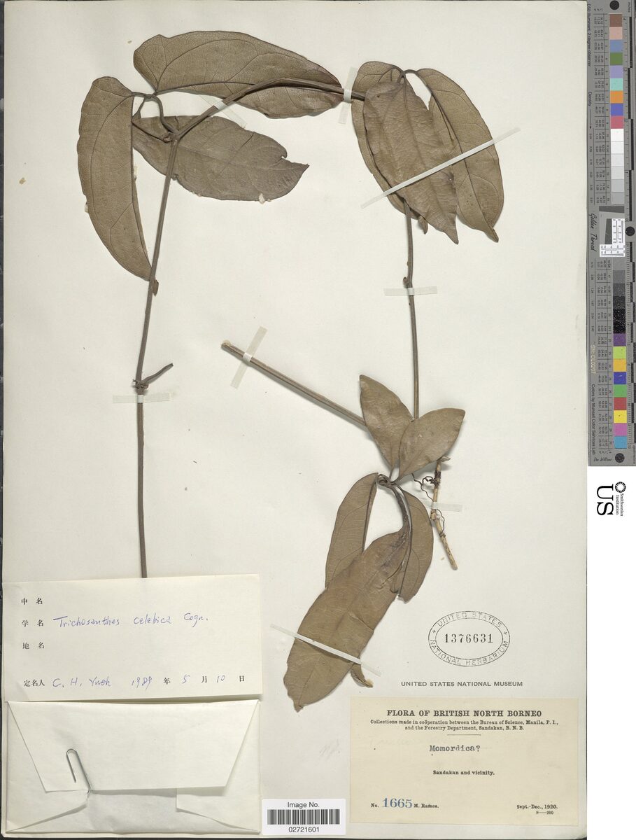 Trichosanthes celebica — photo
