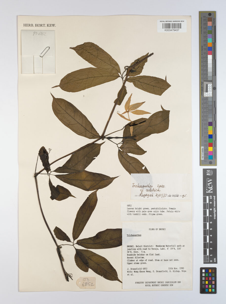 Trichosanthes celebica
