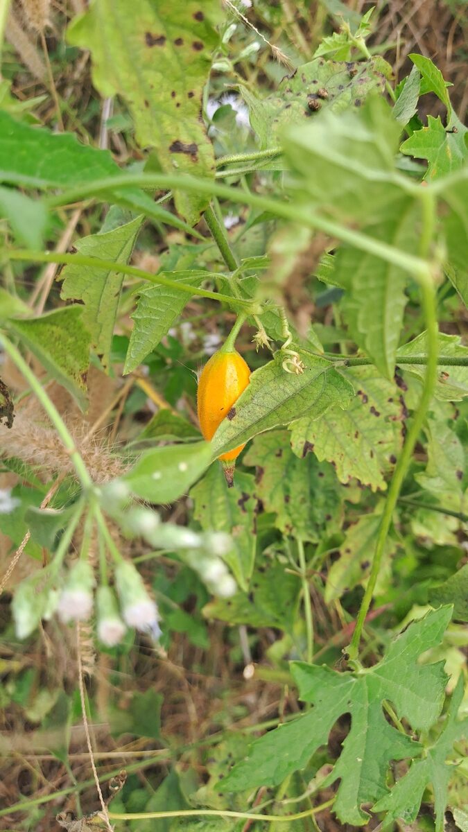 Trichosanthes costata (Ribbed orange gourd) — photo