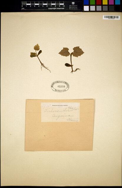 Trichosanthes cucumerina anguina - (L.)Haines.