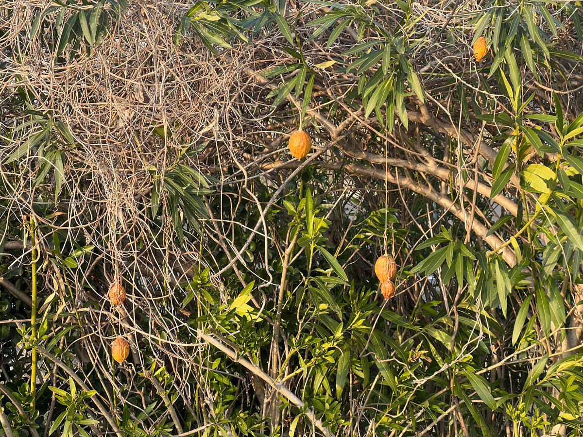 Trichosanthes kirilowii japonica - (Miq.)Kitam. — photo