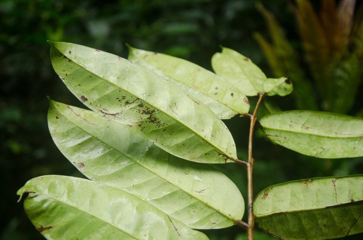 Trichoscypha arborea