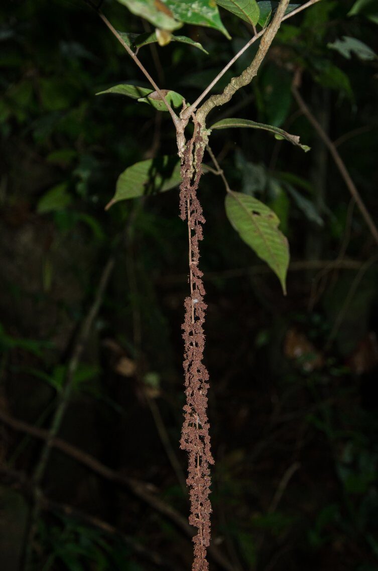 Trichoscypha bijuga — photo