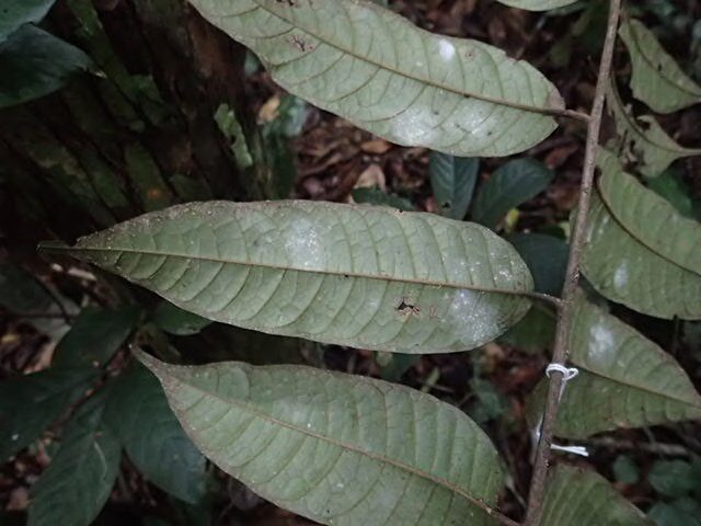 Trichoscypha engong (Engong) — photo