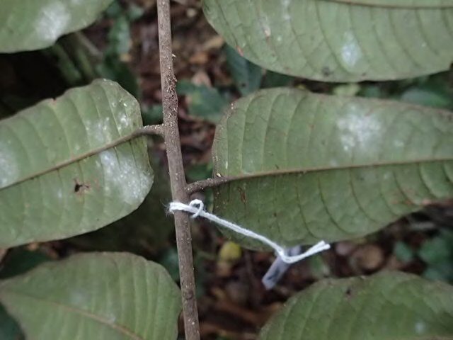 Trichoscypha engong (Engong) — photo