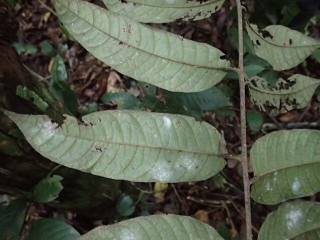 Trichoscypha engong