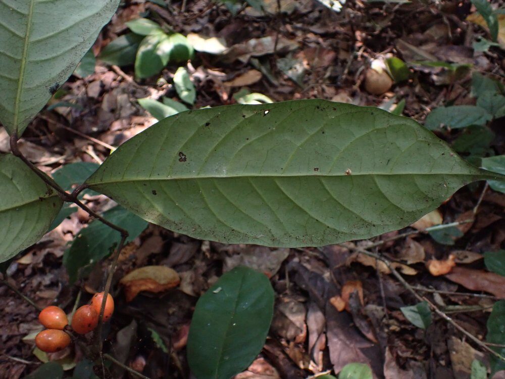 Trichoscypha laxiflora — photo