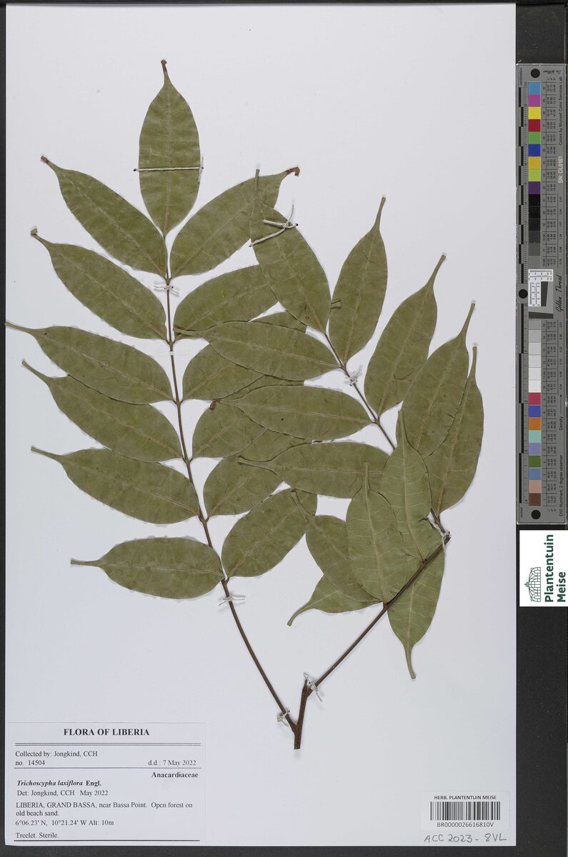 Trichoscypha laxiflora