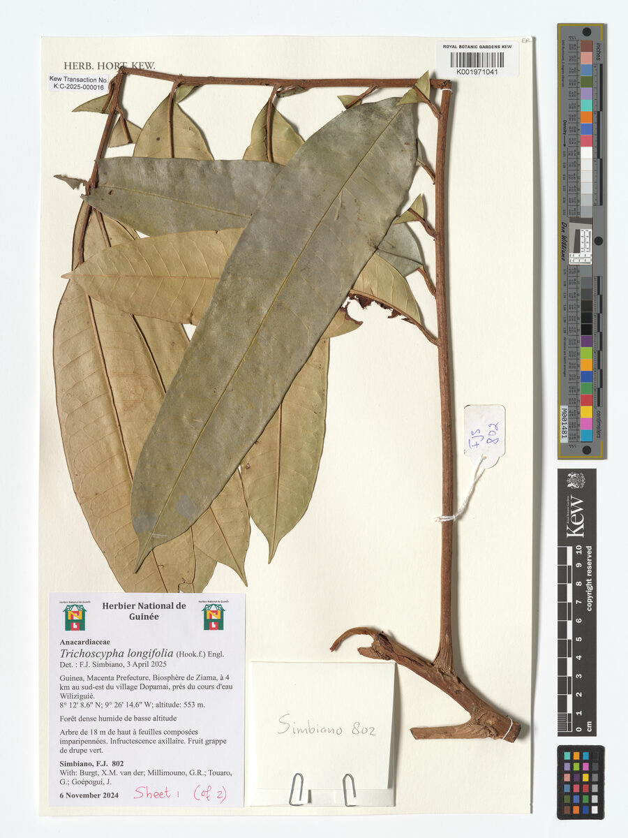Trichoscypha longifolia (Dologa-chango) — photo
