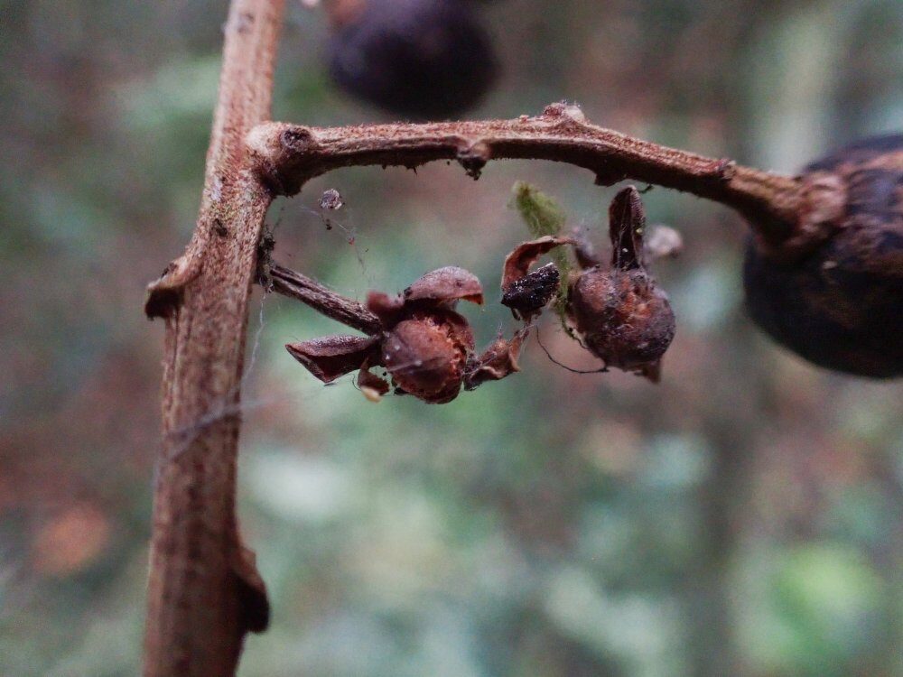 Trichoscypha longifolia (Dologa-chango) — photo