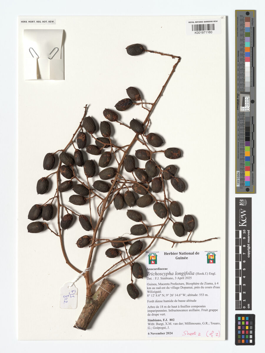 Trichoscypha longifolia