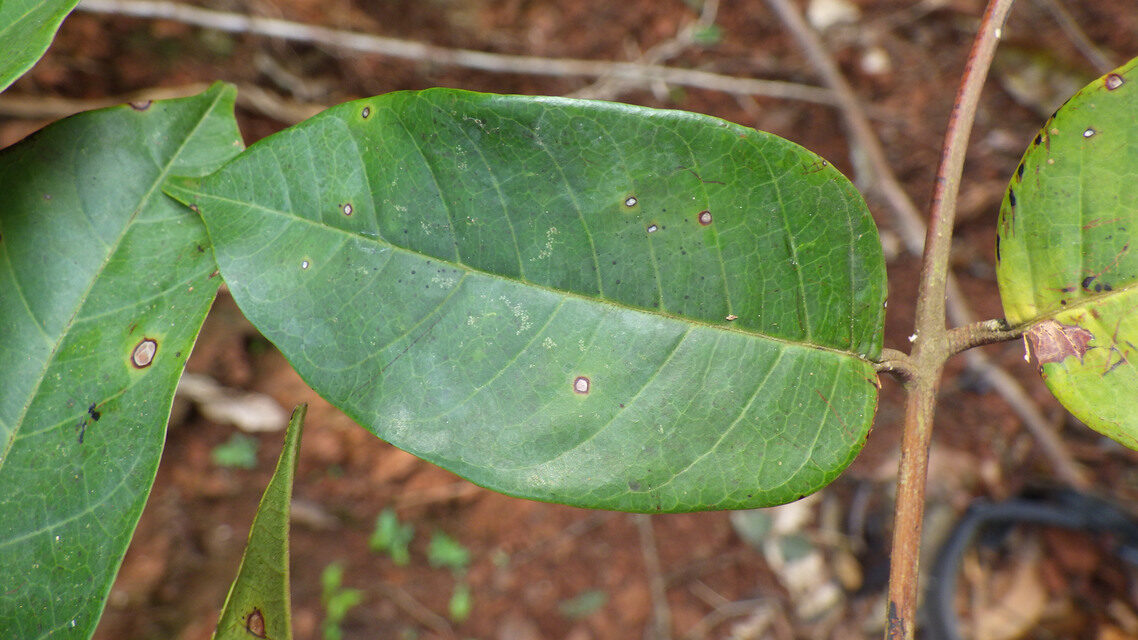 Trichoscypha reygaertii — photo