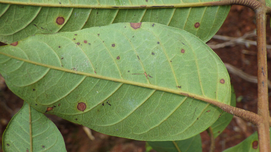 Trichoscypha reygaertii