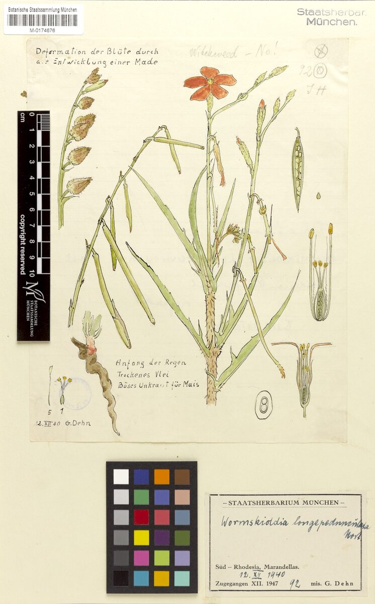 Tricliceras longipedunculatum var. eratense