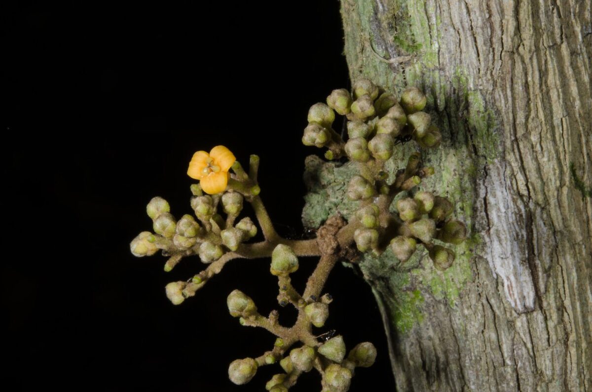 Triclisia patens — photo