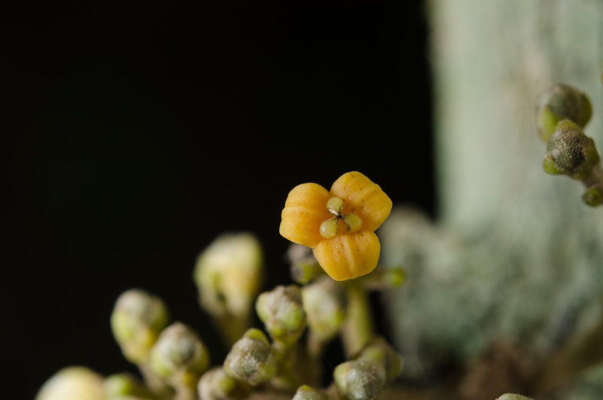 Triclisia patens