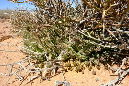 Tridentea marientalensis