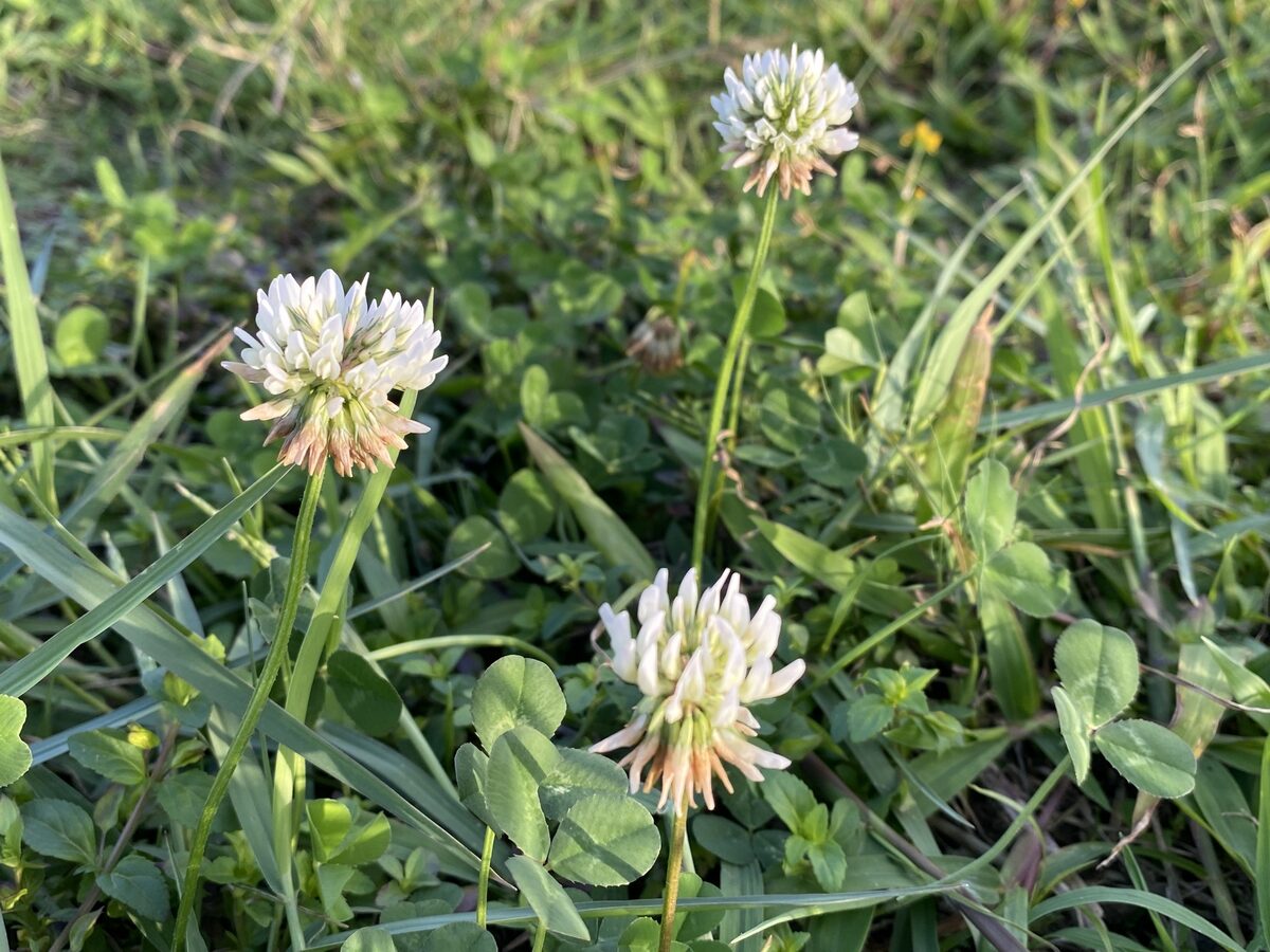 Trifolium ciliatum (Foothill clover) — photo