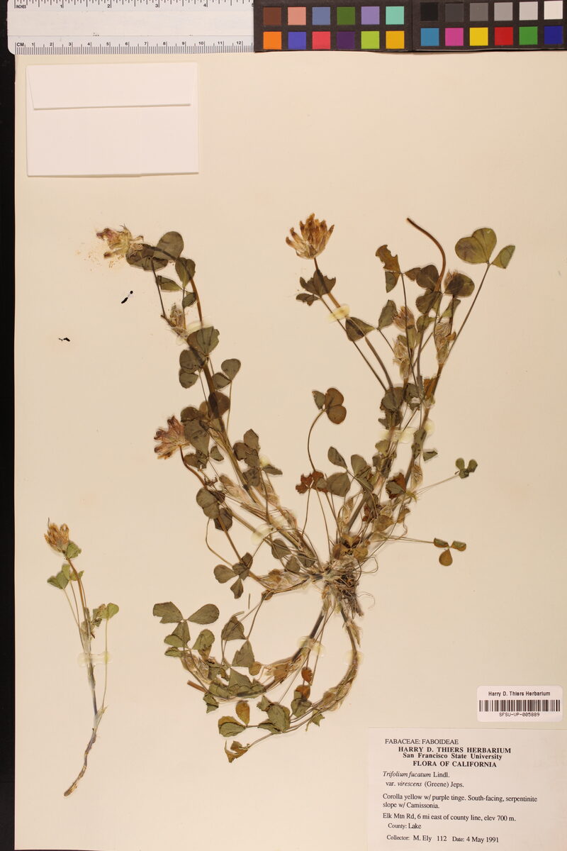 Trifolium fucatum virescens - (Greene.)Jeps. — photo
