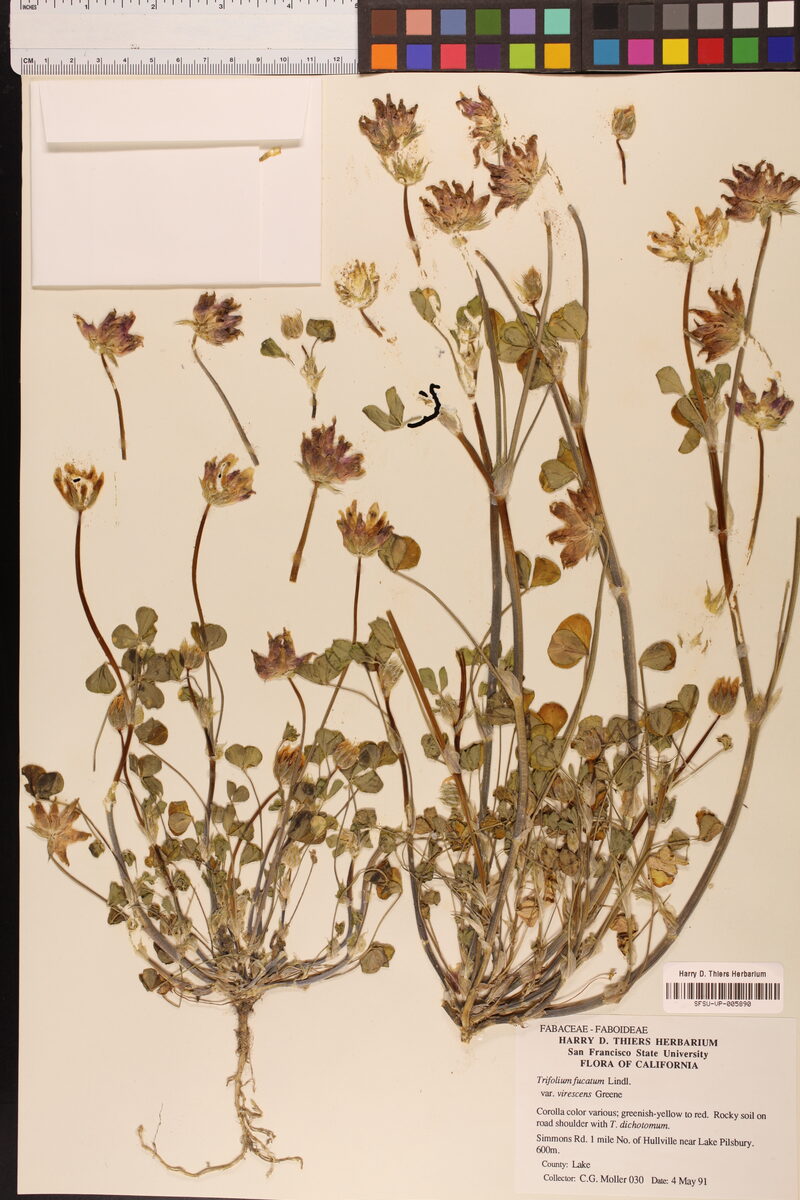 Trifolium fucatum virescens - (Greene.)Jeps. — photo
