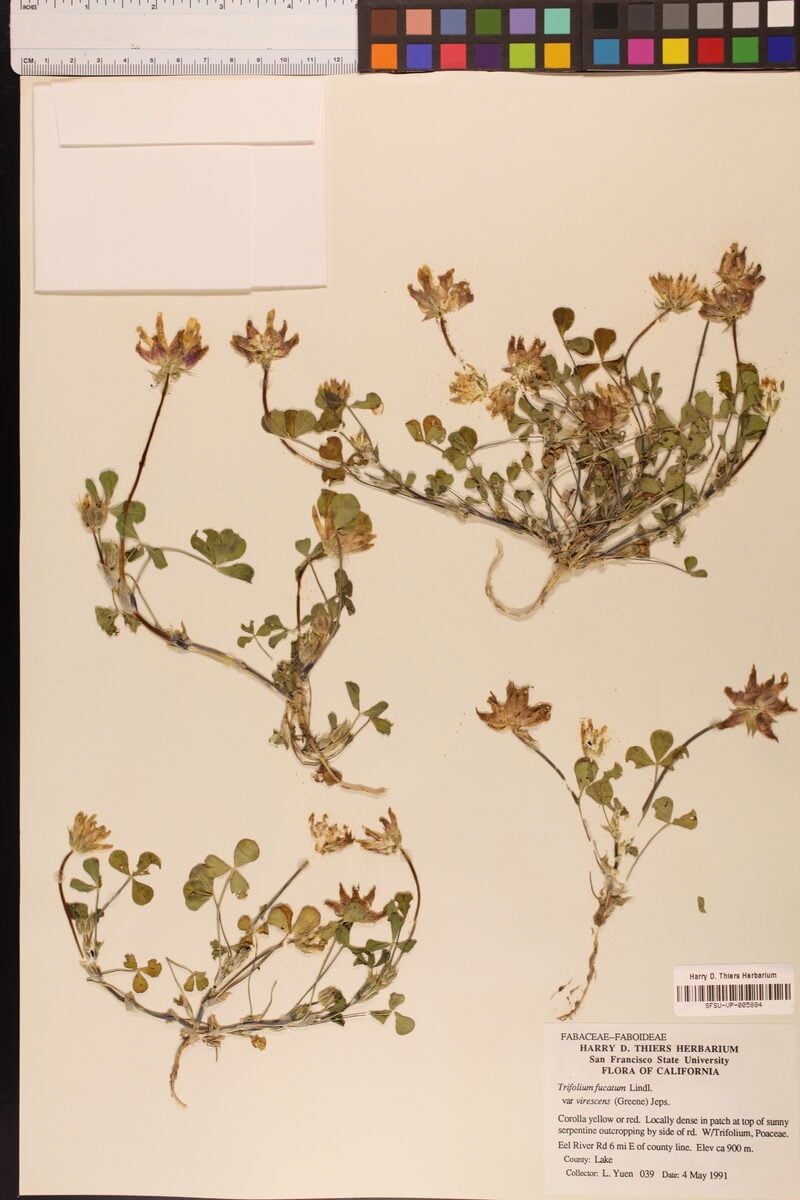 Trifolium fucatum virescens - (Greene.)Jeps.