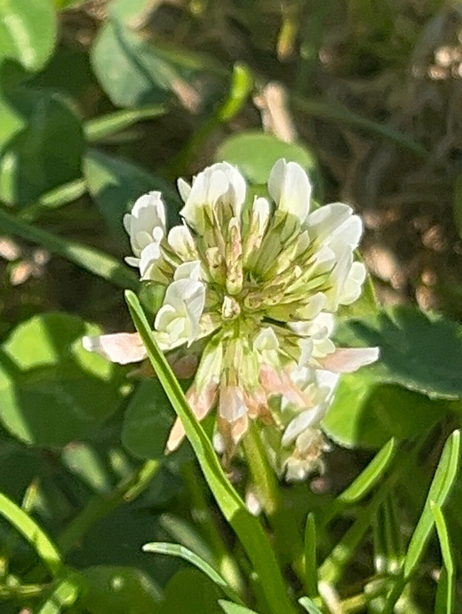 Trifolium involucratum (Trefoil) — photo