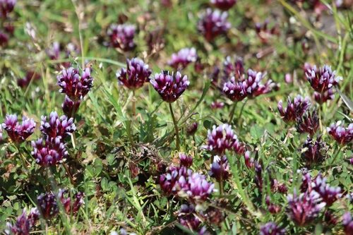 Trifolium variegatum (Whitetip clover) — photo