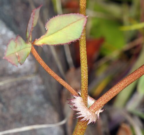 Trifolium variegatum (Whitetip clover) — photo