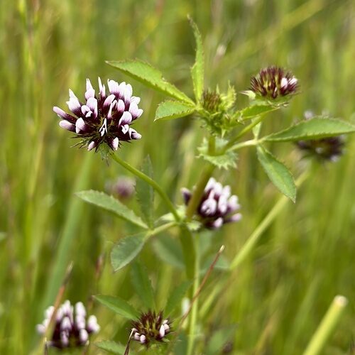 Trifolium variegatum
