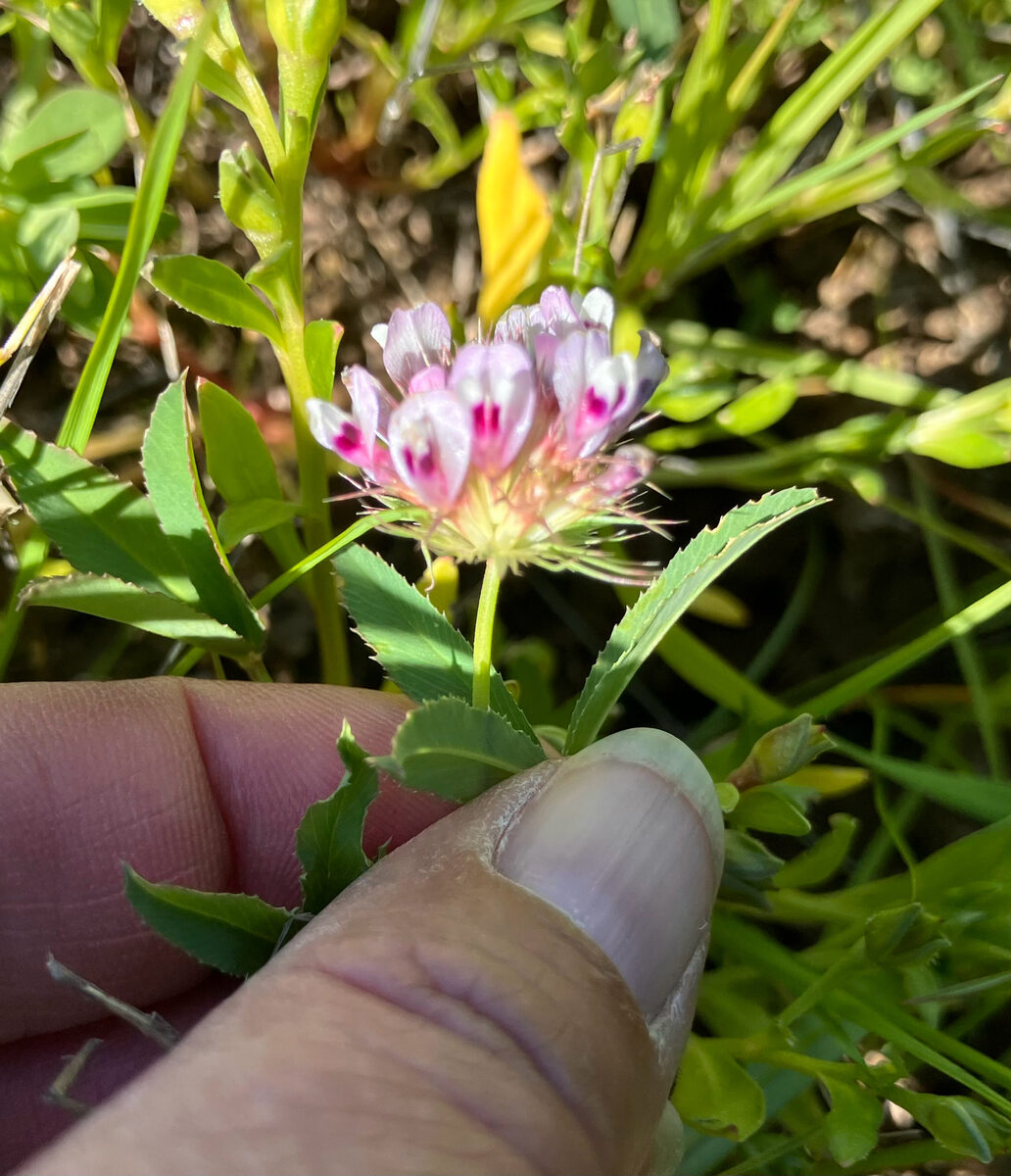 Trifolium willdenovii (Tomcat clover) — photo