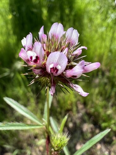 Trifolium willdenovii (Tomcat clover) — photo