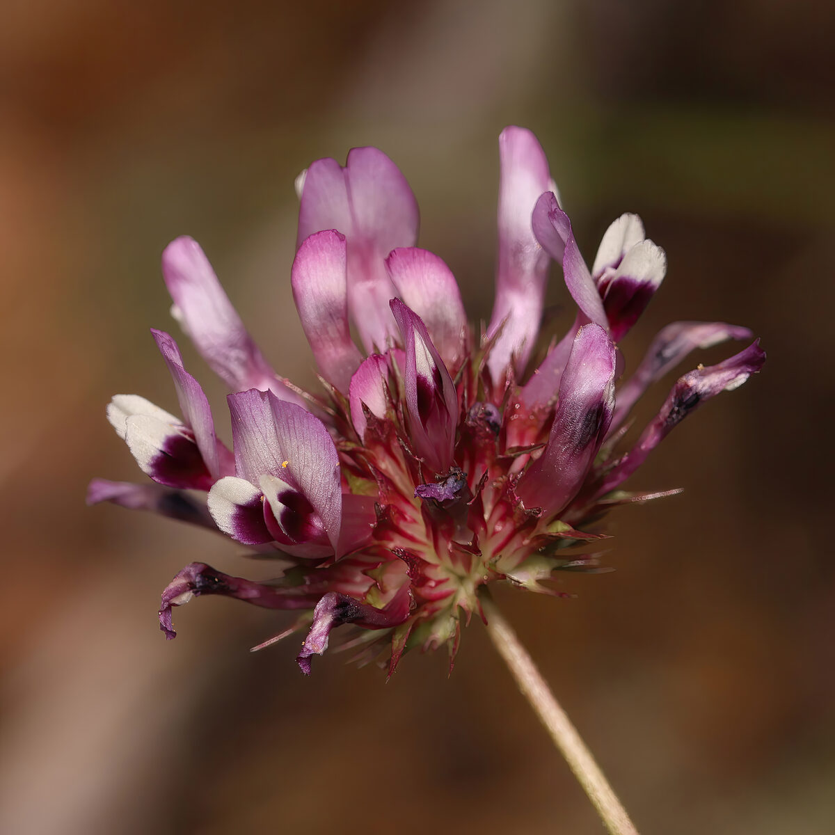 Trifolium willdenovii