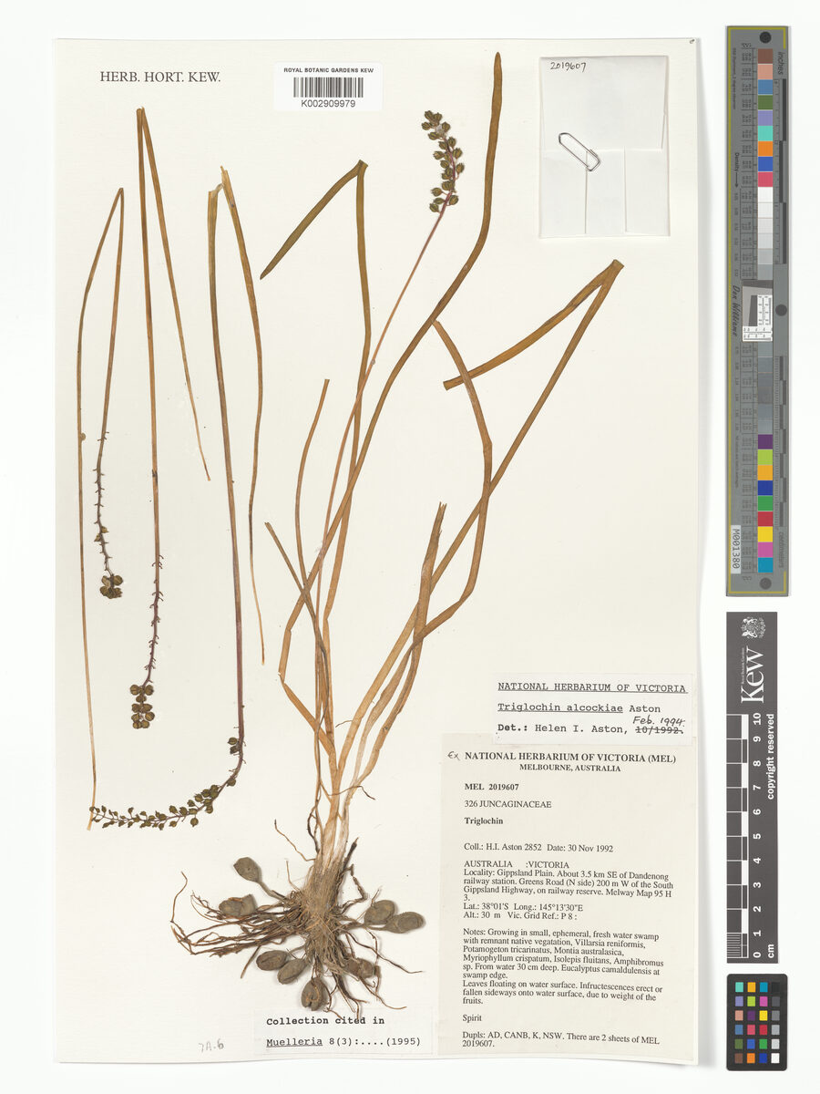 Triglochin alcockiae (Alcock's water-ribbons) — photo