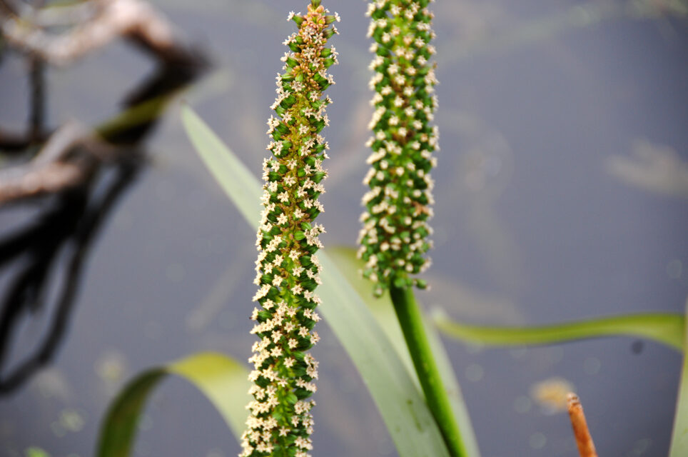 Triglochin procera (Water Ribbons) — photo