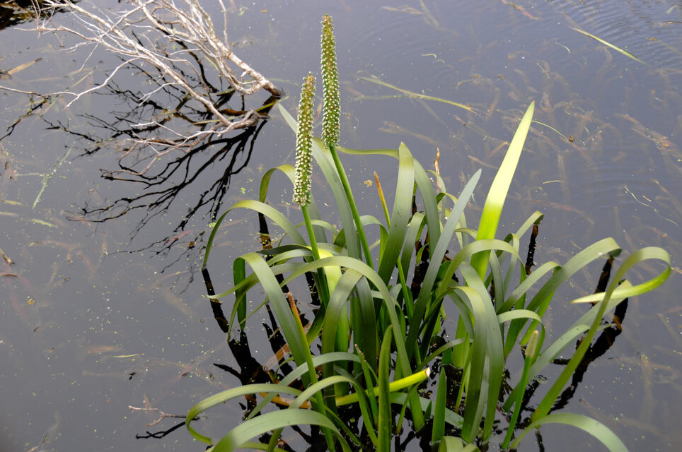 Triglochin procera (Water Ribbons) — photo